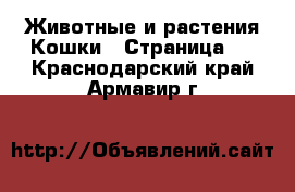 Животные и растения Кошки - Страница 3 . Краснодарский край,Армавир г.